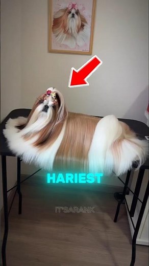Top 5 Hairiest Animals You Won't Believe Exist