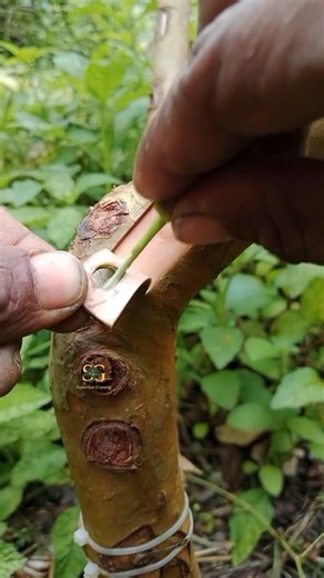simple budding technique 🌱🫒 #grafting #budding #gardenlife #topworking #craft