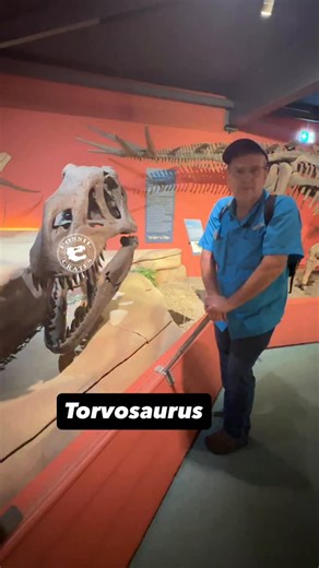 Fossil Crates on Instagram: "Too Big? Torvosaurus “Savage/Cruel/Wild Lizard” per the Galton and Jensen 1979 paper that named it, is huge! At over 30’ long and anywhere from 3-5 tons (depending on the methodology used), this animal was one of the largest predators to ever lived. It ruled the Late Jurassic, being the largest European predator of its time and it ranks amongst the largest of North American Jurassic predators, rivaled (nay, exceeded) by #Saurophaganax and equaled by whatever the gian