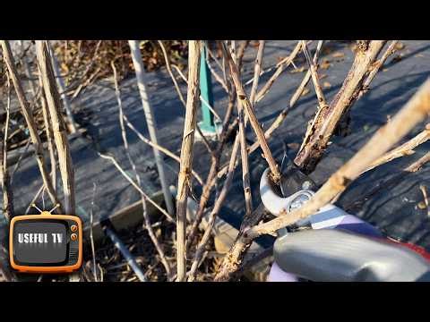 Prune the CURRANT like this! The berry will become big and sweet