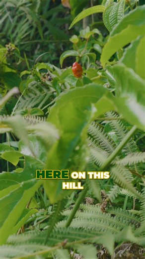 Nature’s beauty meets island secrets 🌺✨ ʻAwapuhi, the Hawaiian shampoo ginger, isn’t just stunning—it’s the secret behind your fave hair products like Neutrogena and Paul Mitchell! 🌿💆‍♀️ CALL us at (808) 444-3770 or visit www.hawaiibystorm.com #HawaiiByStorm #MauiMagic #Awapuhi #ShampooGinger #LuxuryTours #ExploreHana #IslandGlow | Hawaii by Storm