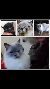 🤲🔎🧬Diprosopus en gatos es una malformación congénita extraordinariamente rara en la que el animal nace con duplicación parcial o completa de las estructuras faciales en una sola cabeza, generalmente con dos caras, aunque el resto del cuerpo (cuello, tronco, extremidades) suele ser normal. Esta condición ocurre durante el desarrollo embrionario debido a un mal funcionamiento en la proteína Sonic Hedgehog, clave en la formación de estructuras faciales. 🩺🧑‍⚕️Estos gatos a menudo son llamados “