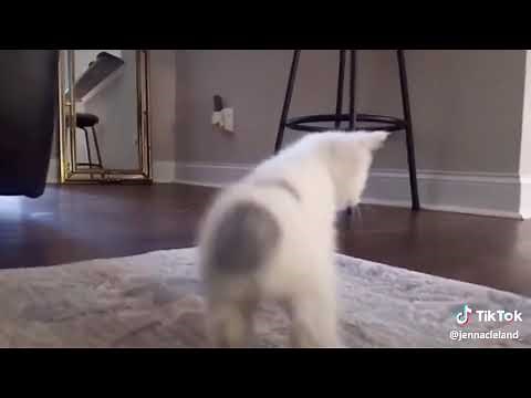 A Cat shaking his butt