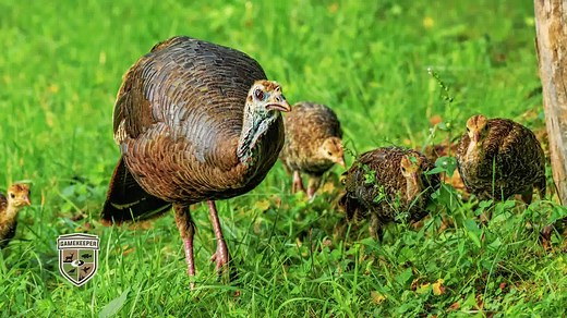 101 reactions · 15 shares | Tune in or set your DVR for a NEW episode of Mossy Oak GameKeepers Premiering Tuesday, August 9th at 9 P.M. ET on the Outdoor Channel. Predator control is such a HUGE component in managing for wild turkeys. On this episode we sit down with Dr. Michael Chamberlain and learn what can be done to improve turkey habitat and reduce predation. | Mossy Oak | Facebook