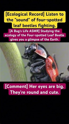 [A Bug's Life ASMR] Studying the ecology of the Four-spotted Leaf Beetle gives you a glimpse of the