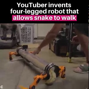 He's making hiss-tory. A YouTuber gained millions of views within days after he shared his invention of a four-legged robot to help a snake walk. YouTuber and engineer Allen Pan released the video last week of the snake walking. Pan explained the purpose of the invention is to undo millions of years of evolution and give snakes their legs back. The four-legged robot was built with a clear tube the snake could crawl into, consisting of three joints and two servos that is controlled wirelessly by 