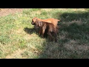 Boxer Puppies for Sale