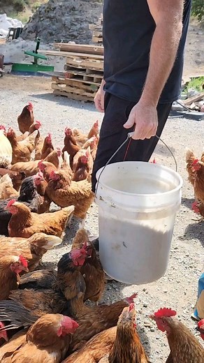18K views · 1.6K reactions | #chickens #layers #free-range #feedingtime #homesteading #farmlife | Mountain Spring Homestead | Facebook