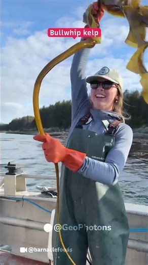 What is Bullwhip Kelp? #shorts