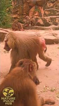 Life in the Troop: Hamadryas Baboons in Action 🐒 #shorts