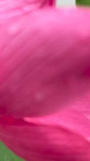 Sparks Lotus Flower #lotus #lotusflower | Dave’s Exotic Water Gardens