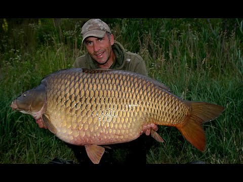 Giant CARP from Euro Aqua