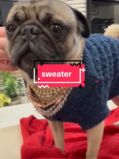Dog Clothes: Sweater Alteration Process for Pugs