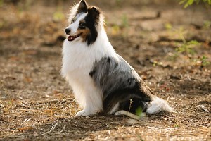 Rough collie: conheça a raça de pelo longo e temperamento dócil