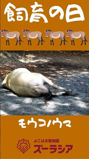 【飼育の日⑥】モウコノウマの蹄のために【ズーラシア公式】#shorts
