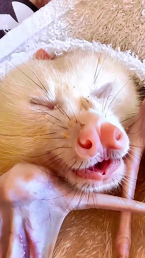 The White Bat #whitebat #bat #birdsoftiktok #birds #birdlife