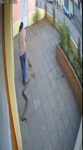 sorprendente tv | Mujer barriendo la terraza le sale una culebra #viralvideos #viralreels #viral #comida | Instagram