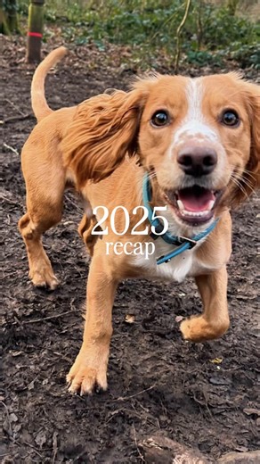 Cute Cocker Spaniel Puppy Flashback 2025