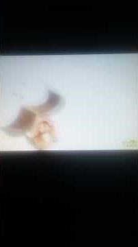 Abby Flying Fairy School Theme Song