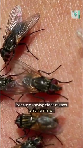 Why Flies Rub Their Hands Together 🪰🧼