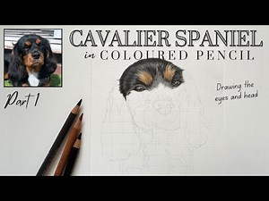 How to draw a Cavalier King Charles Spaniel - Coloured Pencil Tutorial - Eyes, black & tan fur