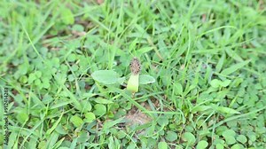 Xanthium strumarium plant. Its other names rough cocklebur, clotbur, common cocklebur, large cocklebur and woolgarie bur. This plant fruits has many medicinal properties.