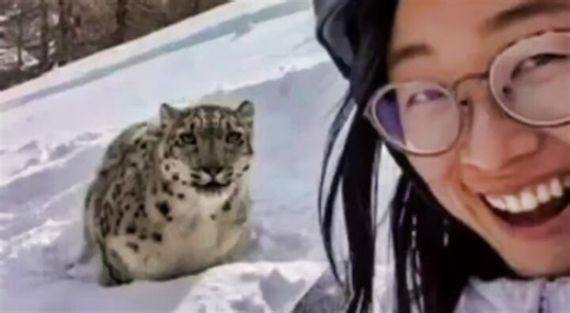 Snow Leopard Mauls Skier At Chinese Ski Resort During Selfie Attempt [VIDEO]