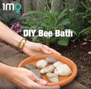 Bees help us in so many ways - Here's one way we can help them in our own backyards. 🐝 | 1 Million Women