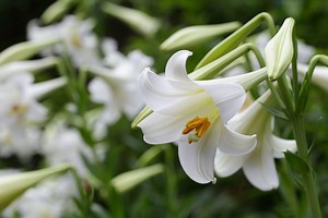 Everything You Need to Know About Growing and Caring for Easter Lilies