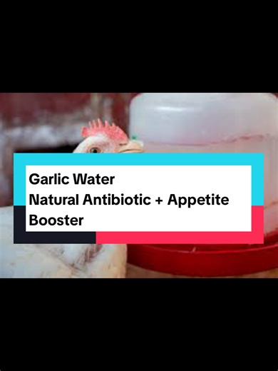Natural Antibiotic Garlic Water for Chickens