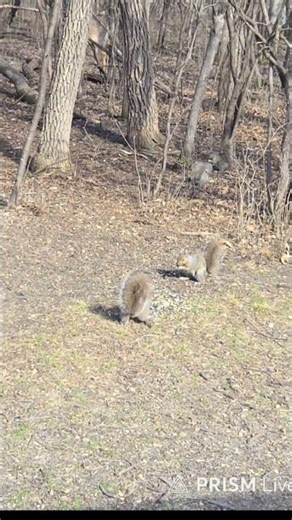 Squirrels in action