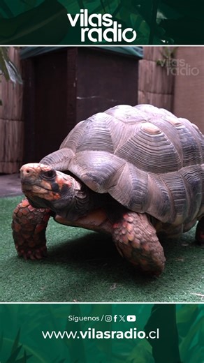 Selva Viva llega a Iquique: el fascinante mundo de la fauna exótica se toma Mall Zofri este verano ☀️ Con más de 130 especies en exhibición, el entomólogo Alfredo Ugarte lidera esta muestra interactiva que promete educar y sorprender a grandes y chicos. Toda la información en las multiplataformas de Vilas Radio 📻 | Vilas Radio