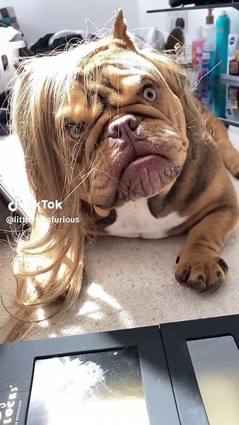 Grumpy Emo Bulldog Goes Viral on TikTok