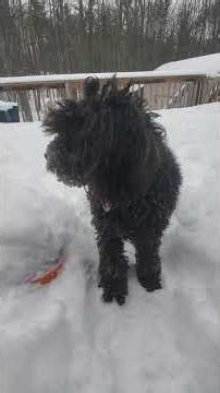 Fuzzy Black Bear having fun