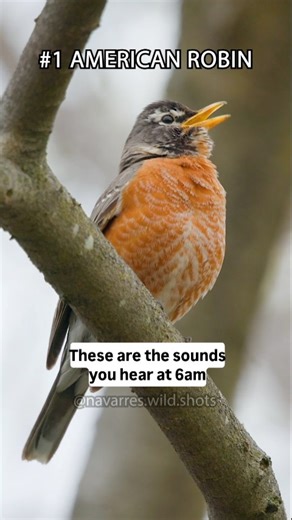 Navarre Marshall on Instagram: "11 Bird Sounds of the Eastern US 🎶 Birds are singing earlier each morning as we progress through spring. Some birds, like Robins, start singing even earlier. These are common sounds that you might recognize if you live in the Eastern half of the US, including the Midwest and some parts of Canada. Which birds sing the earliest in your area? #birdsounds #birdcalls #merlinbirdid #cornellbirds #natgeoanimals #canonusa #shotoncanon"