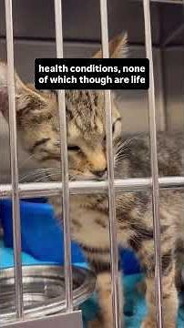 More than 70 cats rescued from abandoned MN home