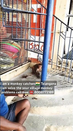 monkey catching channel ☎️8008772189 #monkey #animals #pets #sorts