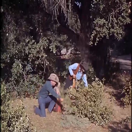 13K views · 412 reactions | Bonanza Temporada 5 Capitulo 12 – Hoss y los duendes #P7 #Bonanza #bonanza1959 #cowboy #cartwright #peliculas | Amigos de Bonanza | Facebook