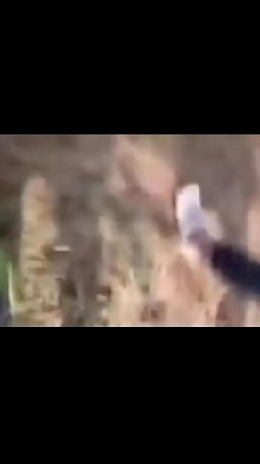 238K views · 5.8K reactions | #extraterrestrial #aliens #WeAreNotAlone #area51 #UAP #leaked #UFO #leakedvideo | The Unknown | Facebook