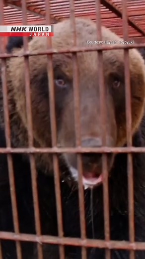380-kg brown bear captured in Hokkaido | NHK WORLD-JAPAN