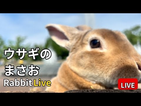 夜の見守り｜うさぎのまさお 放牧中・自動追跡ライブ 🐰Rabbit Tracking Live 2026.03.05
