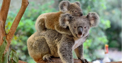 Koalas Feed Their Babies Poop—Here’s Why