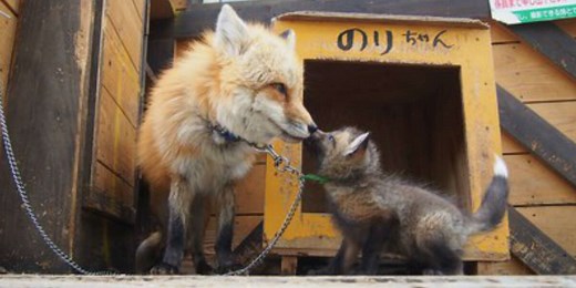 This ‘Village’ Full Of Foxes Is Not As Cute As It Seems