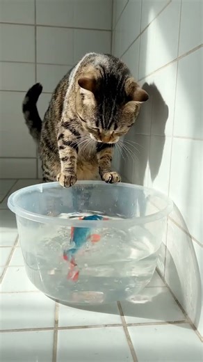 Will the Cat Catch the Fish? 🐱🐟💦