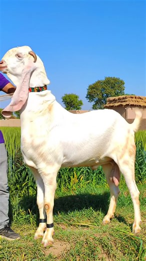 Gulabi Goat's Stunning Rural Runway Strut
