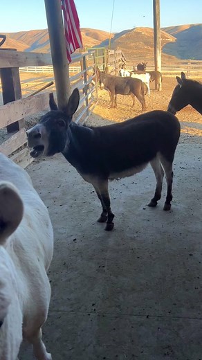 Mini Donkey Braying Wake Up Call in Idaho Farm