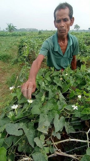 Grow More Pointed Gourds with This Simple Hand/ Artificial Pollination Tip #fbreelsfypシ゚viralシ #agriculture #everyoneシ゚ #virals #follower #stareverywhere #fypシ゚viralシ #everyone #shorts #highlights | AJS Agri Vlog