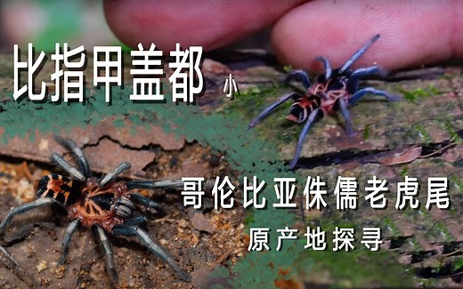 【中字】比拇指还小的捕鸟蛛--哥伦比亚侏儒老虎尾原产地探寻 ——birdspidersCH