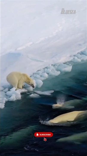 Polar Bear vs. Orca: A Frozen Ocean Encounter You Won't Believe! 🐻‍❄️🐋 #short #sea #polarbear #orca