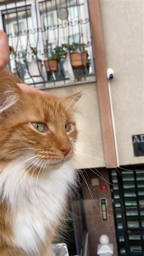 Ne Nee 🧿 #explore #cat #kitten #catlover #catvideos #cute #shorts #funny #viral